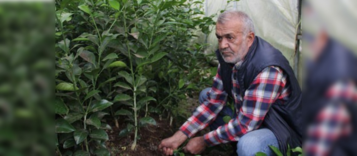 Rizede fidan üretimi