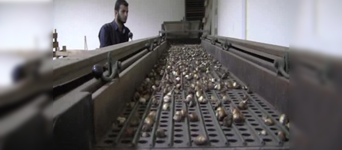 Murgul taşı ve kardelen soğanı keşfedilmeyi bekliyor