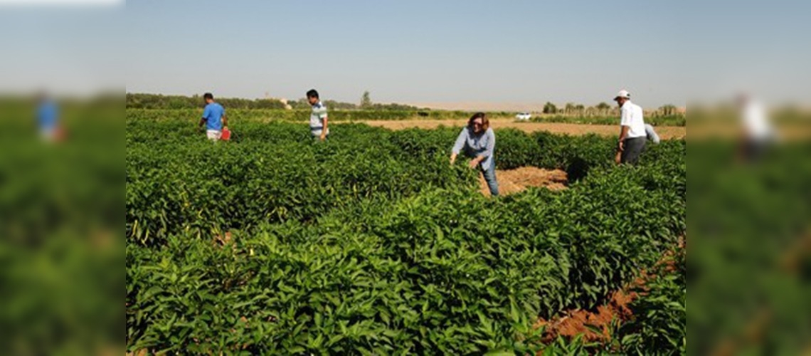 Domates ve biber tarlada sıcaktan etkilenmeyecek 