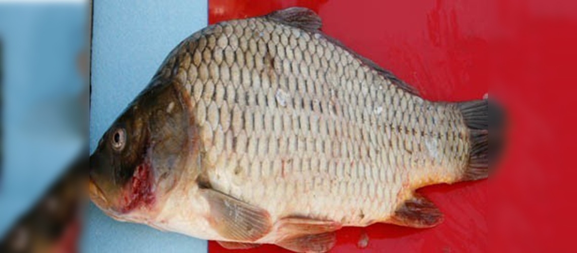 Göllerimizdeki İsrail Sazanı sorununa çözüm aranıyor