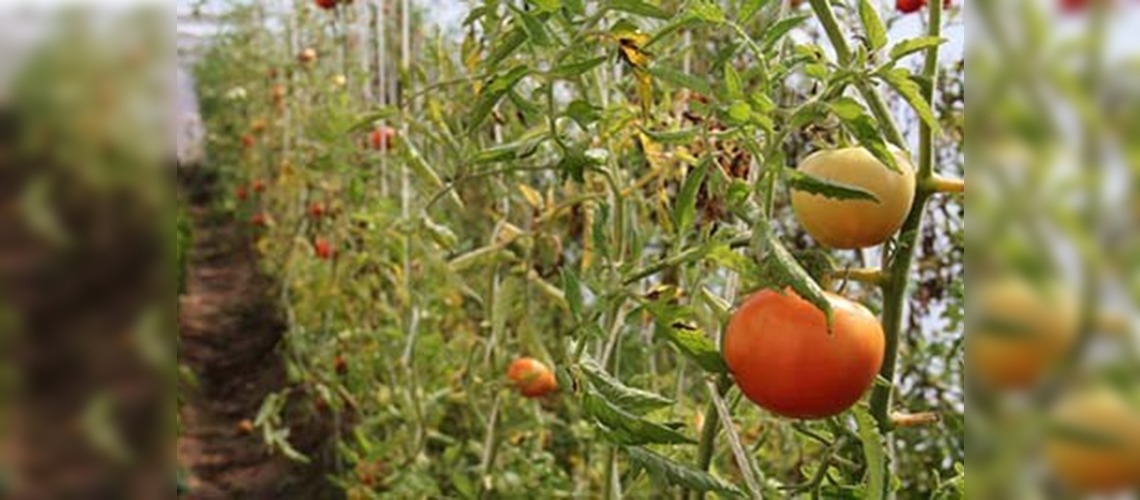 Okulda organik bal üretiyorlar