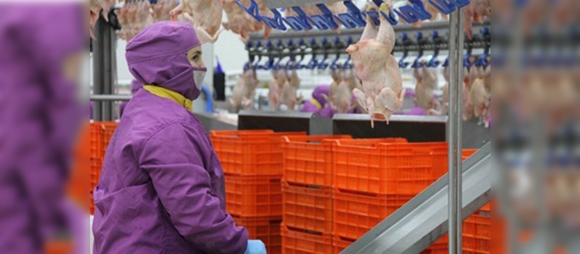 Türk tavuğu dünyanın 55 ülkesine uçtu