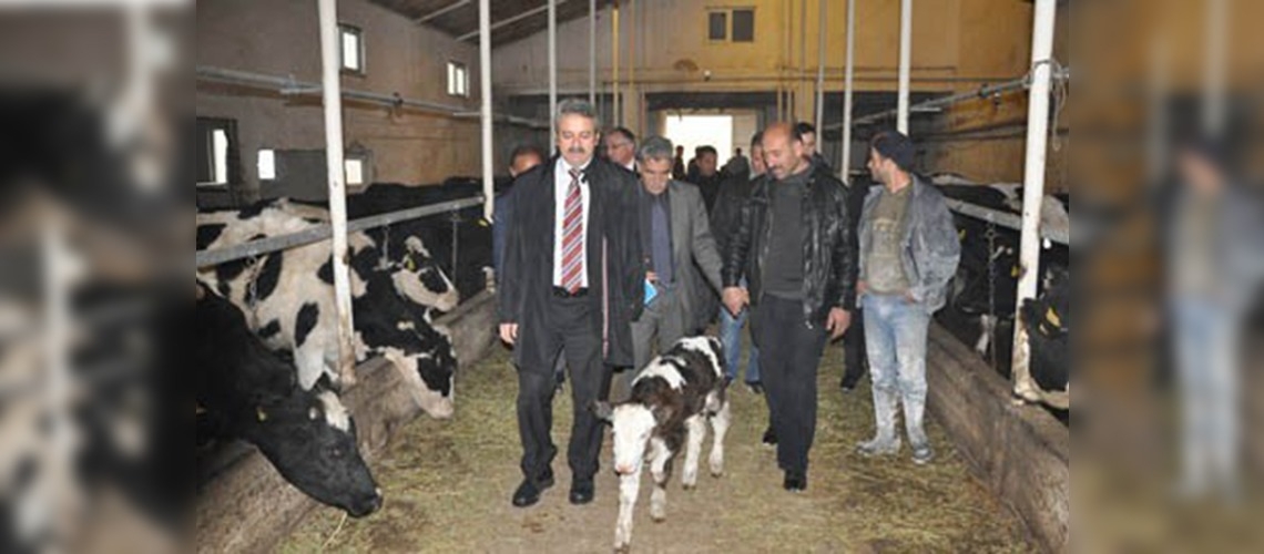 Gümüşhane hayvancılığına yeni yatırım