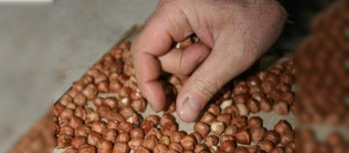 Fındık ihracatına İtalya ve Gürcistan engeli