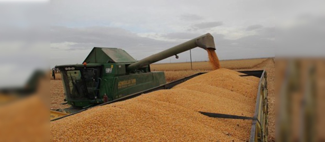 Destekler mısırı cazip ürün haline getirdi