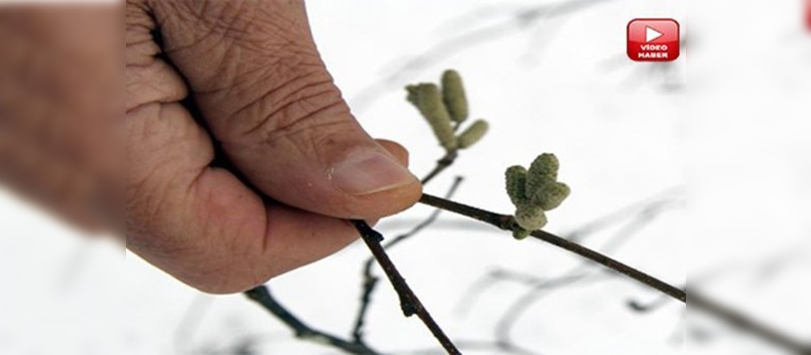 Fındıkta doğum süreci riske girdi