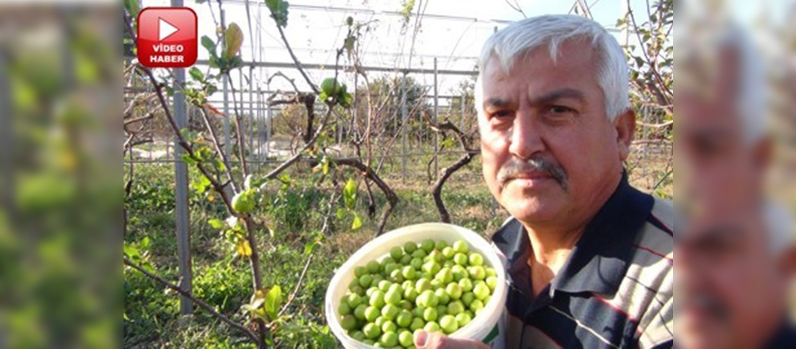 Mersin Erik ağaçları meyve verdi 