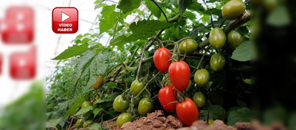 Domatese hak ettiği itibarı kazandıracak çalışma