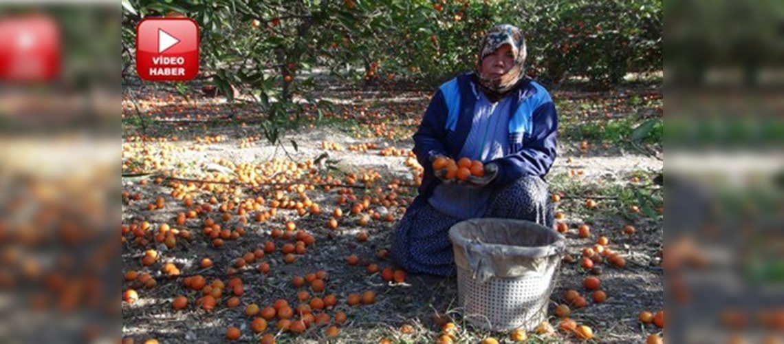 Fırtına mandalina bahçesini vurdu