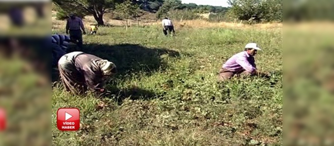 Organik ürün projesi tüm Türkiyeye örnek olacak