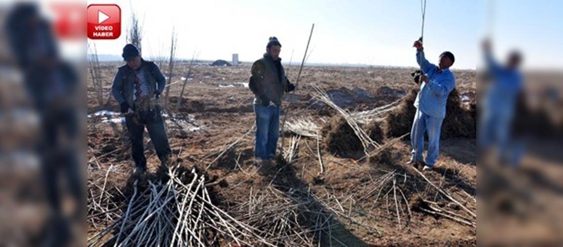 Kiraz üretimi için Türkiye'den arsa aldı