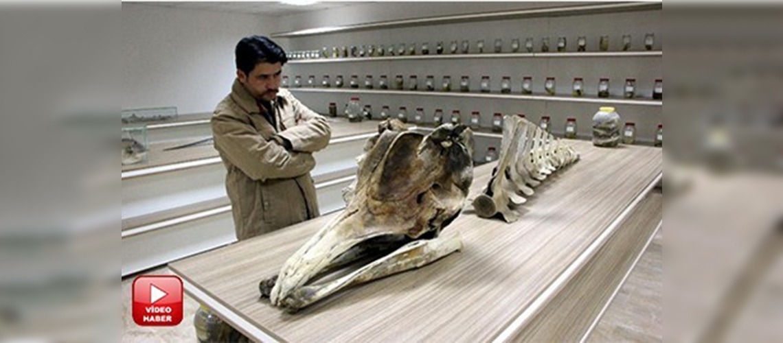 Su ürünlerini sevdirecek müze