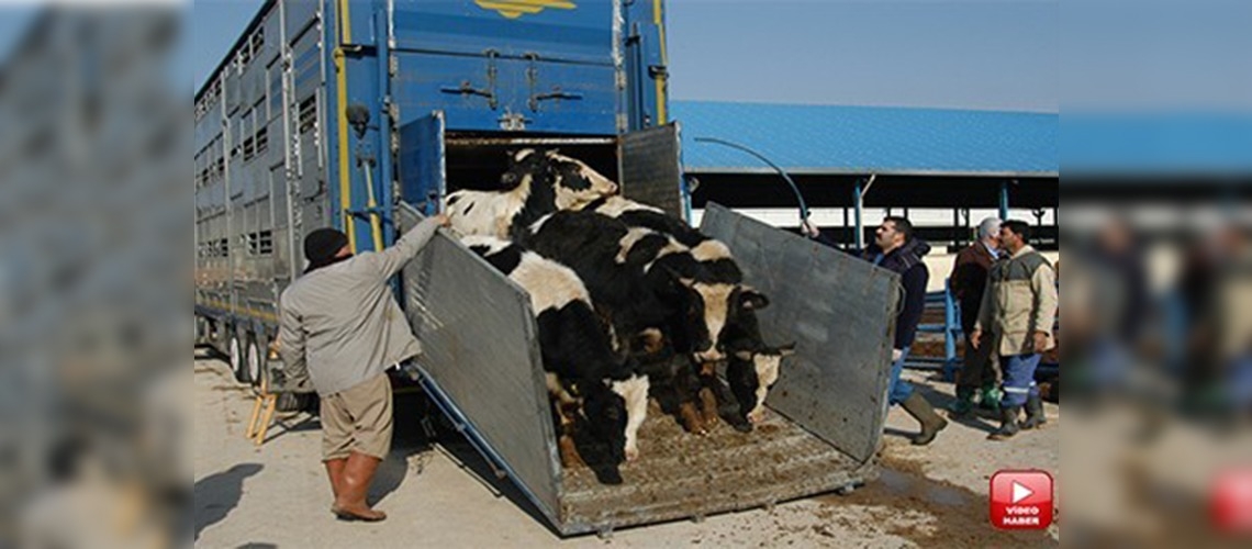 Hayvanlar konforlu araçlarla taşınacak