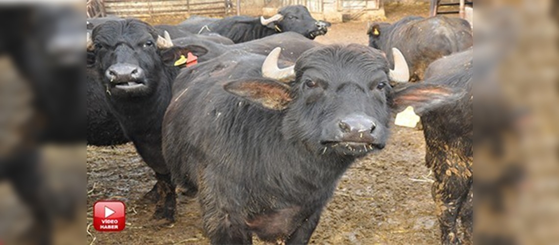 Manda sürüleri ıslahı üreticiyi sevindirdi