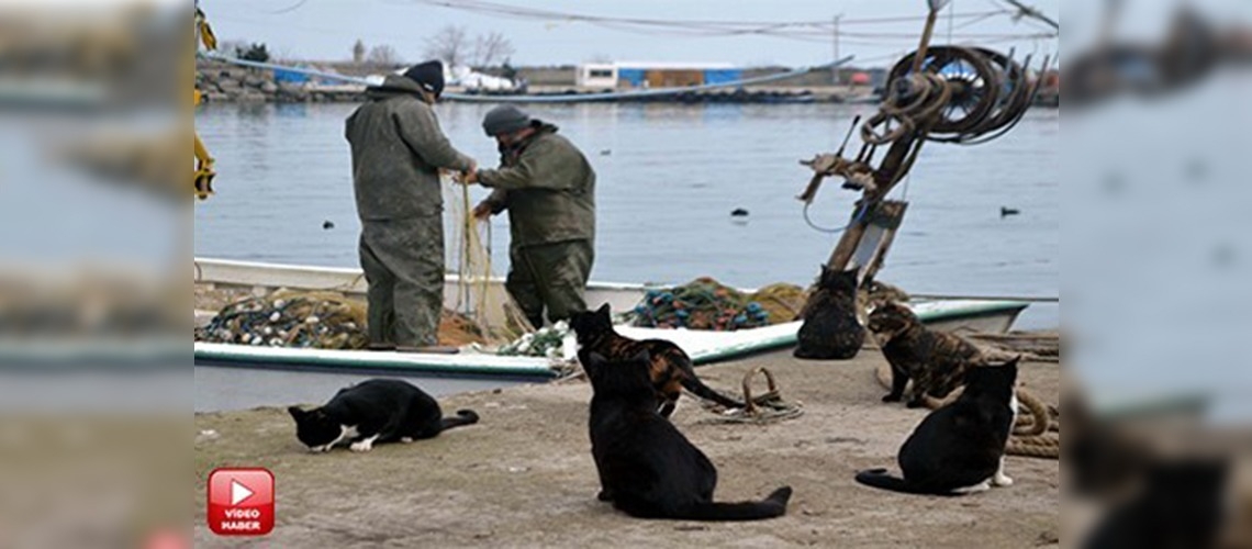 Karadenizli balıkçının yüzü gülüyor