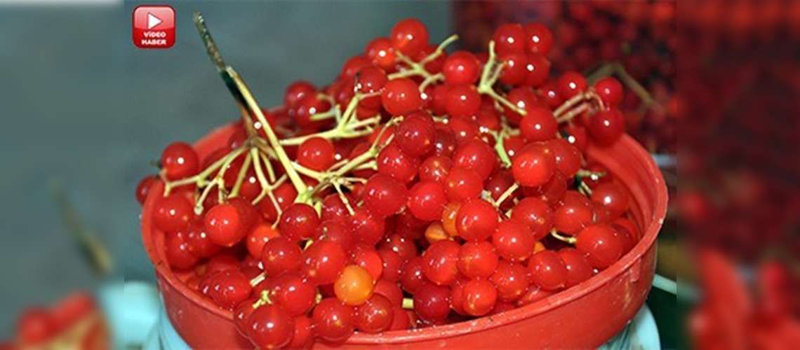 Kadınların yeni geçim kaynağı gilaburu