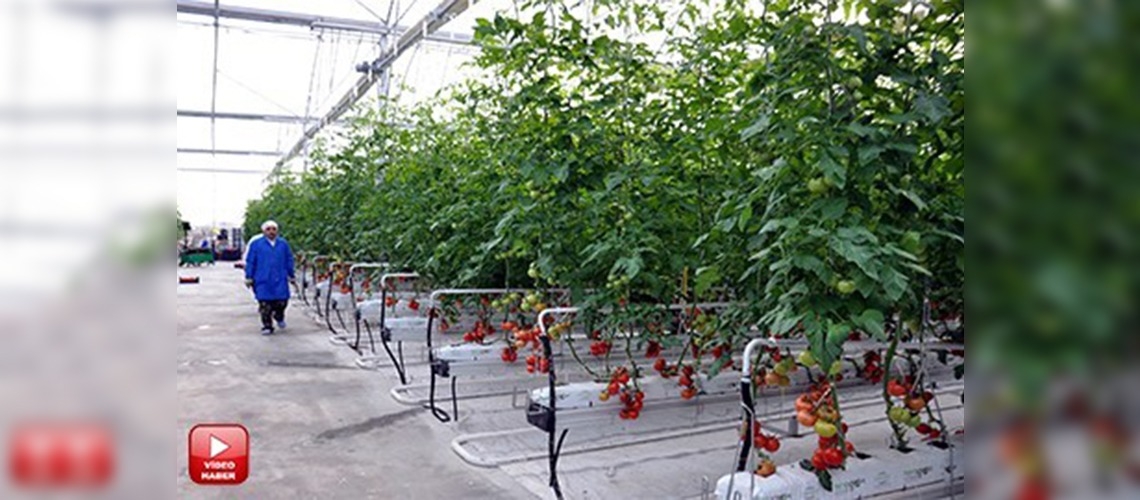 Petrol kuyularından çıkan sıcak su tarımda kulanılıyor