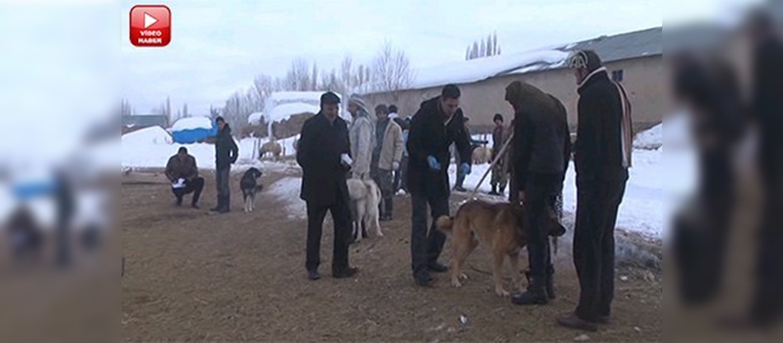 Yüksekova'da kuduz karantinası