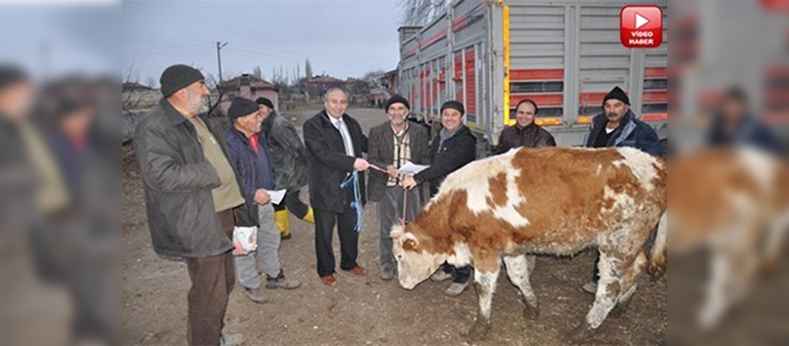 Kesikköprü'de hayvancılığa destek