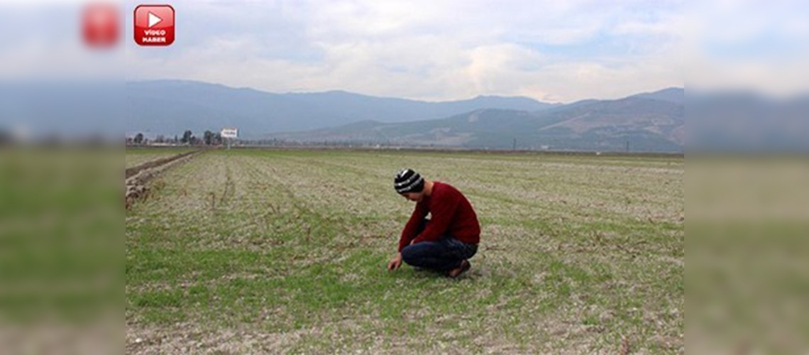 Amik Ovası'nda kuraklık