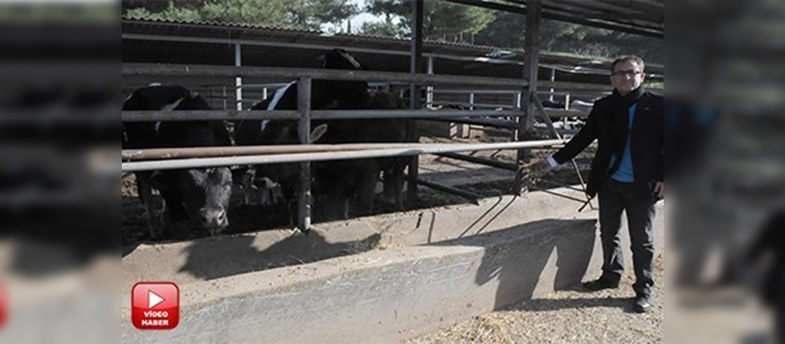 Türkiye'de besi sığırcılığına ilgi artıyor