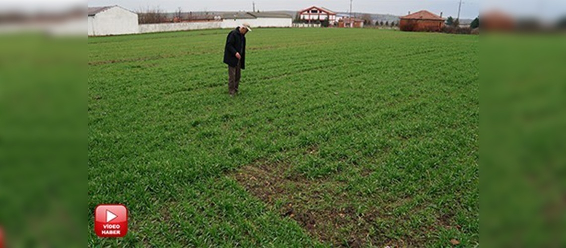 Edirnede yağmur ekinlere can suyu oldu 