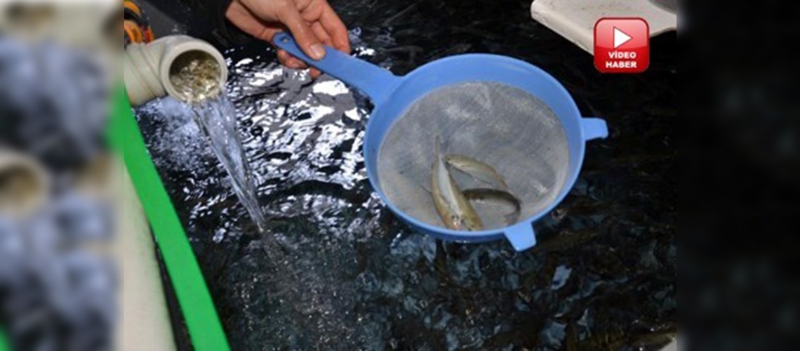 Ilık yeraltı suyunda Afrika balığı üretilecek