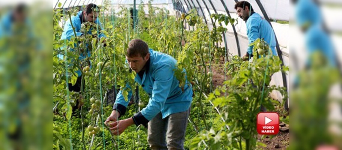 Cezaevinde tarım ve hayvancılıkla uğraşıyorlar