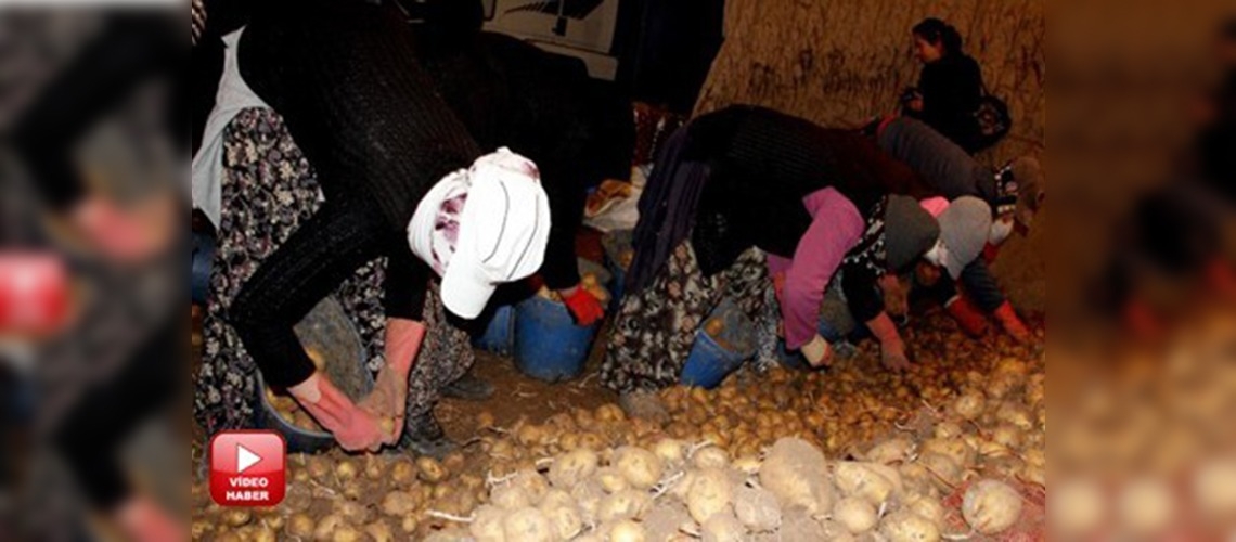 Patateste fiyatlar sabitlendi