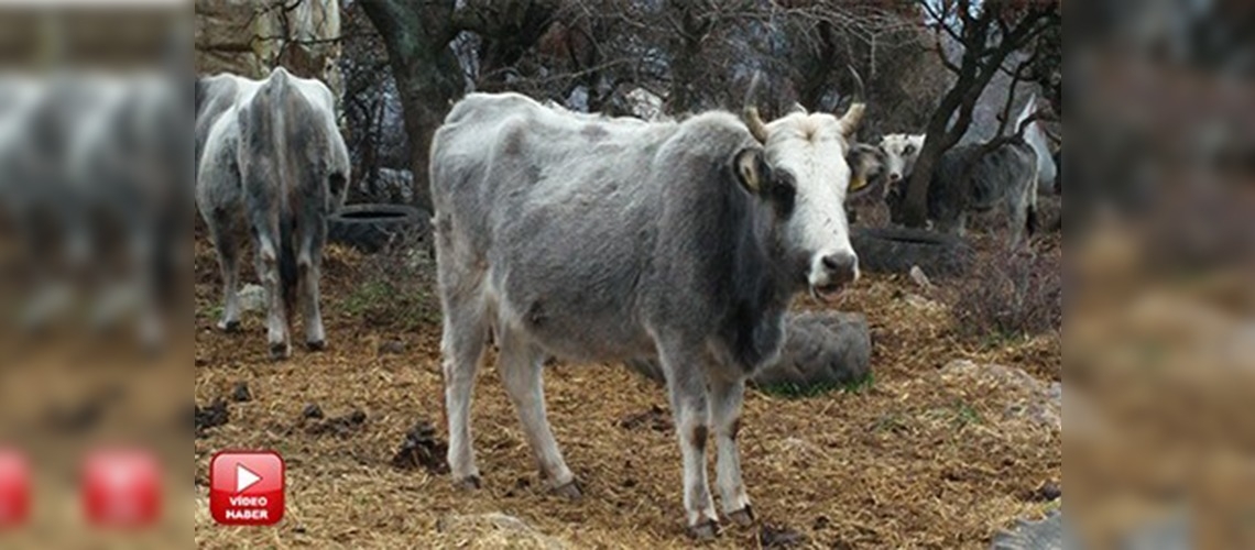 Yerli boz sığırın pazar değeri arttırılacak