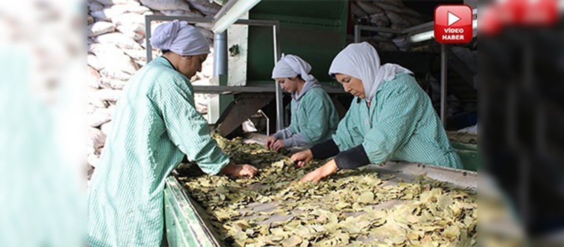 Mersinde yeni sezon defne ihracatı başladı 