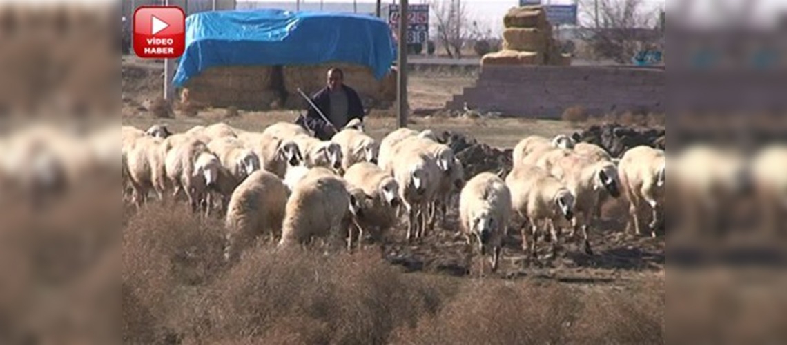 Aksarayda çobanlara maaşlı okul