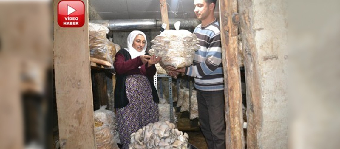 Girişimci kadının yüzünü mantar güldürdü 