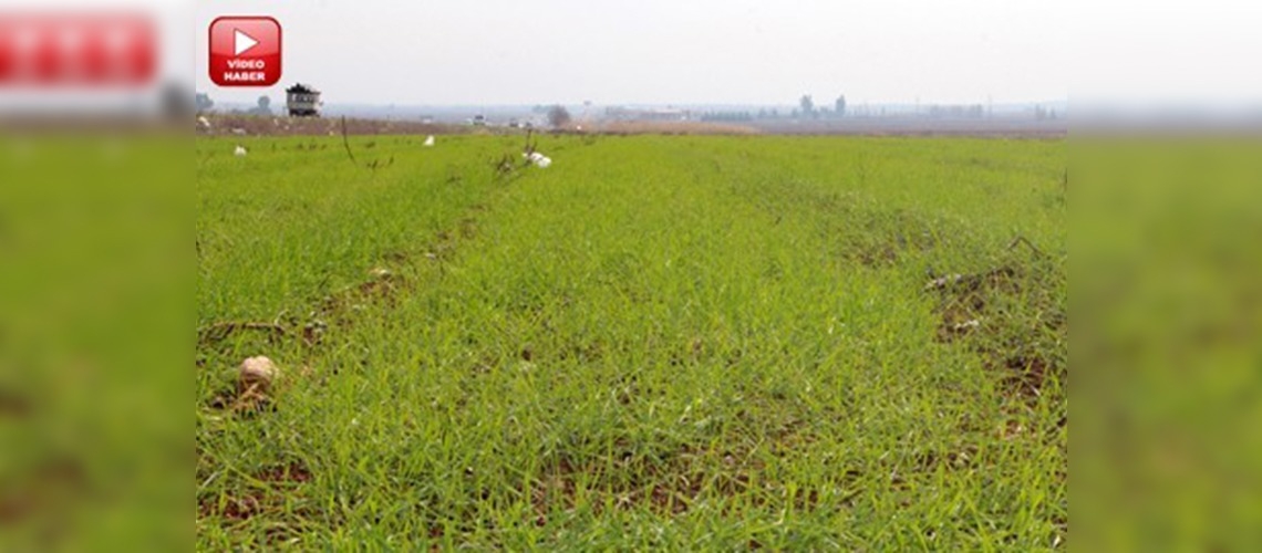 Güneydoğuda nar, şeftali, çilek ve domates yetişecek