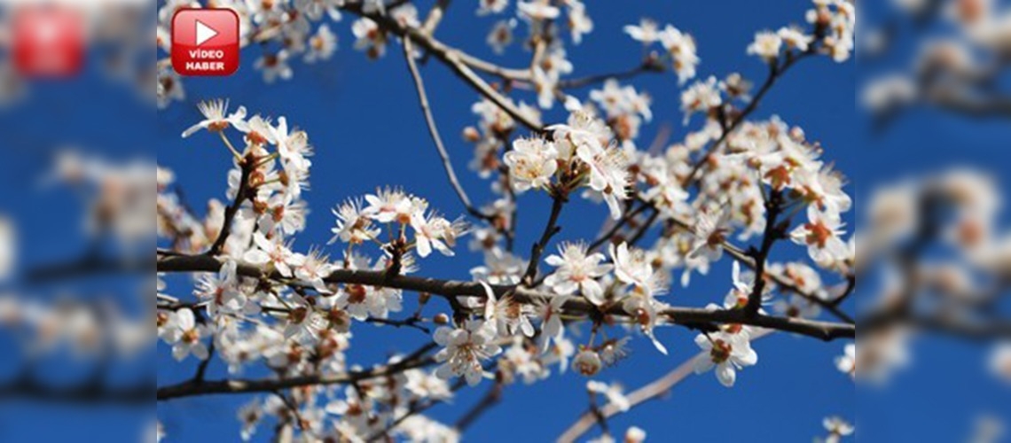 Yalancı bahara aldanan meyvelerin verimi düşük olacak