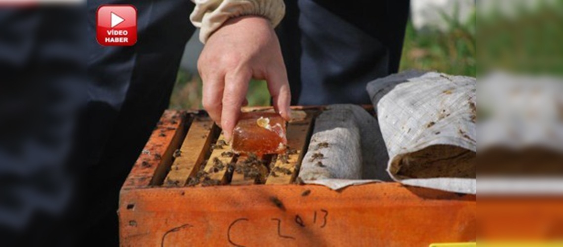 Yalancı bahar arının kas sistemini zayıflatıyor