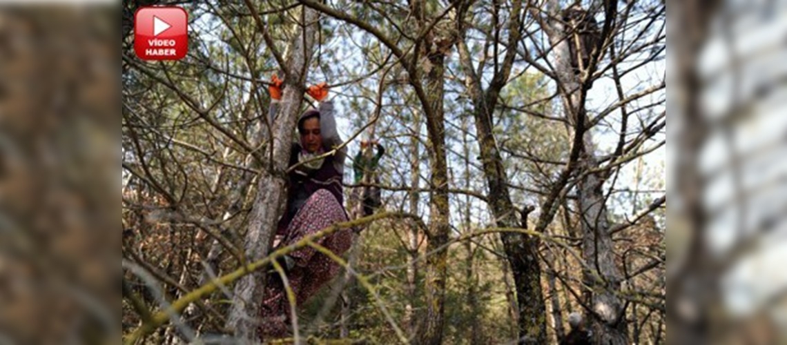 Ormanın kınalı savaşçıları iş başında 