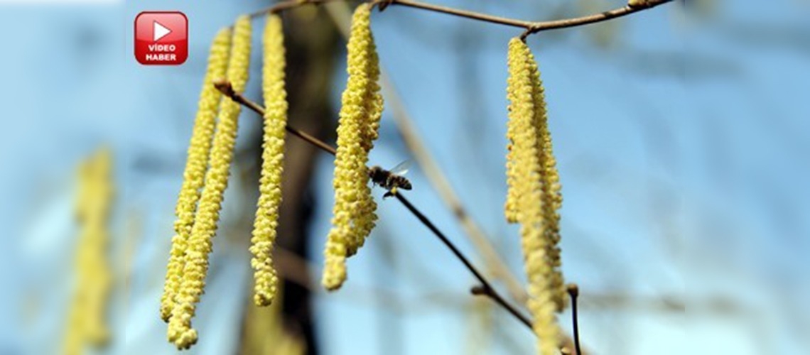 Fındıkta sıcak hava endişesi