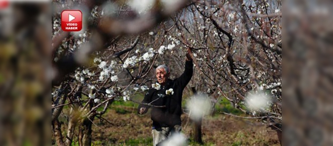 Ağaçlar çiçek açtı üretici sigortaya koştu
