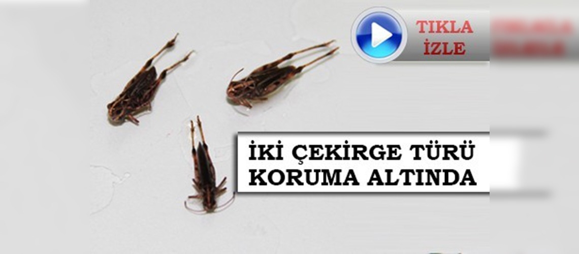 İki çekirge türü koruma altına alınacak