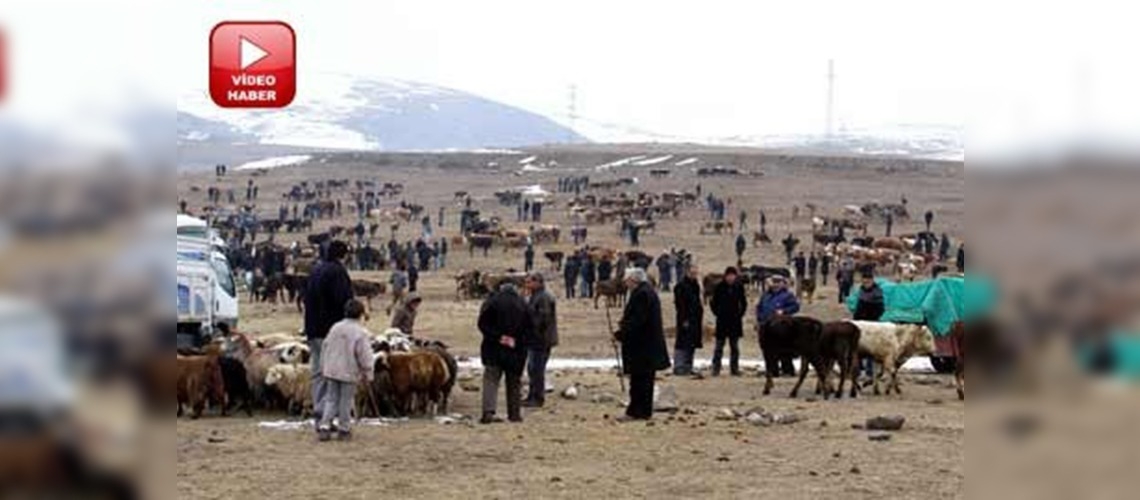 Ardahan'daki kuduz karantinası sona erdi