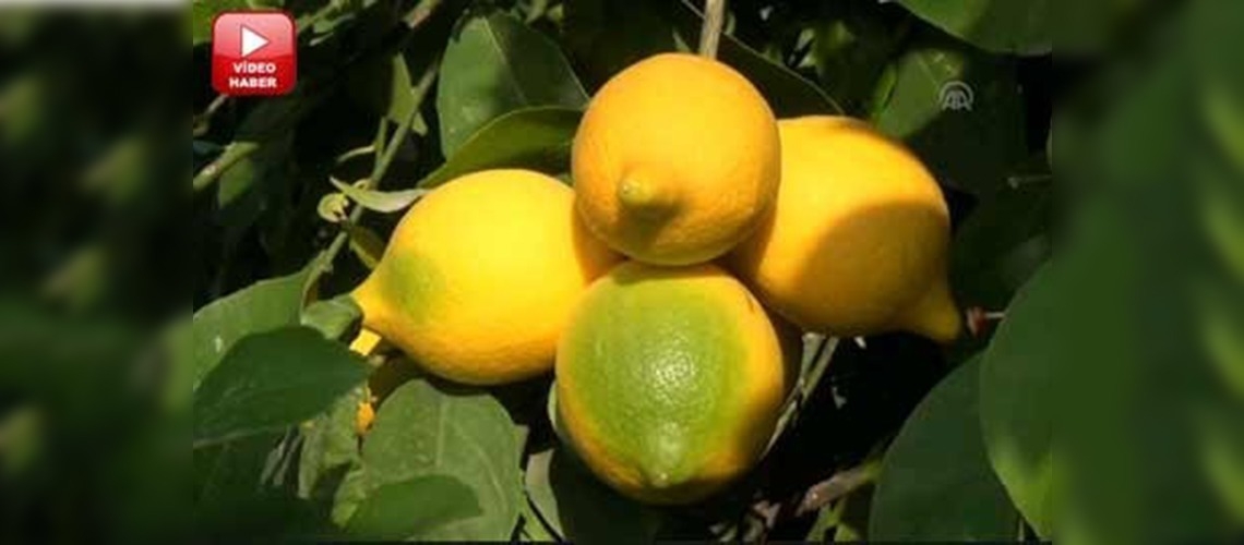 Erdemli'de 6 çeşit trunçgil tescillendi