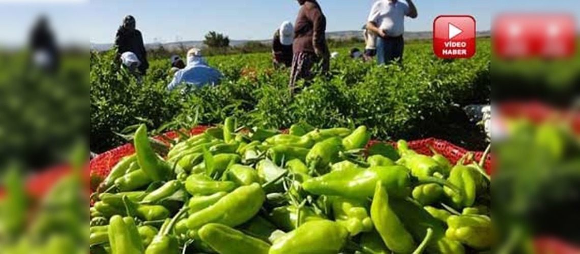 Bitkisel üretimin değeri 2013'te 92,7 milyar lira