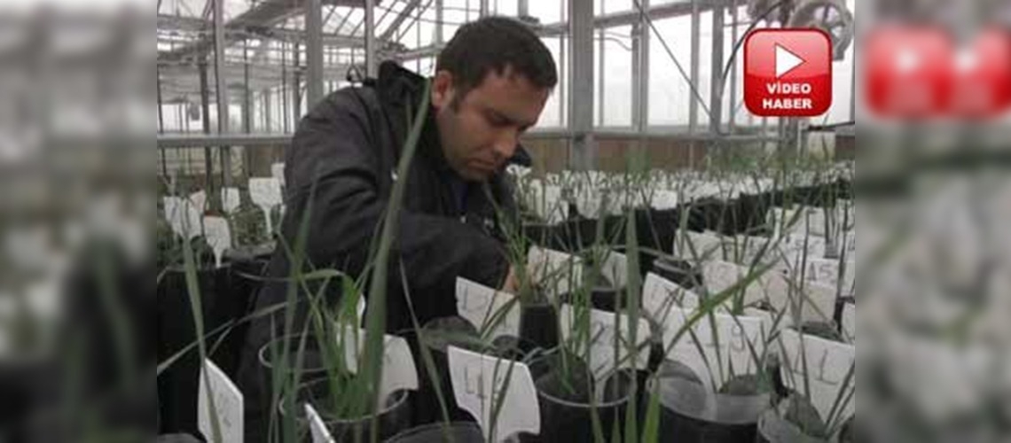 Türkiye kuraklığa dayanıklı hububat yetiştiriyor