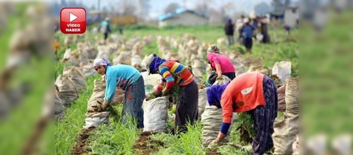 Havuç, Suriyelilerin de geçim kaynağı oldu