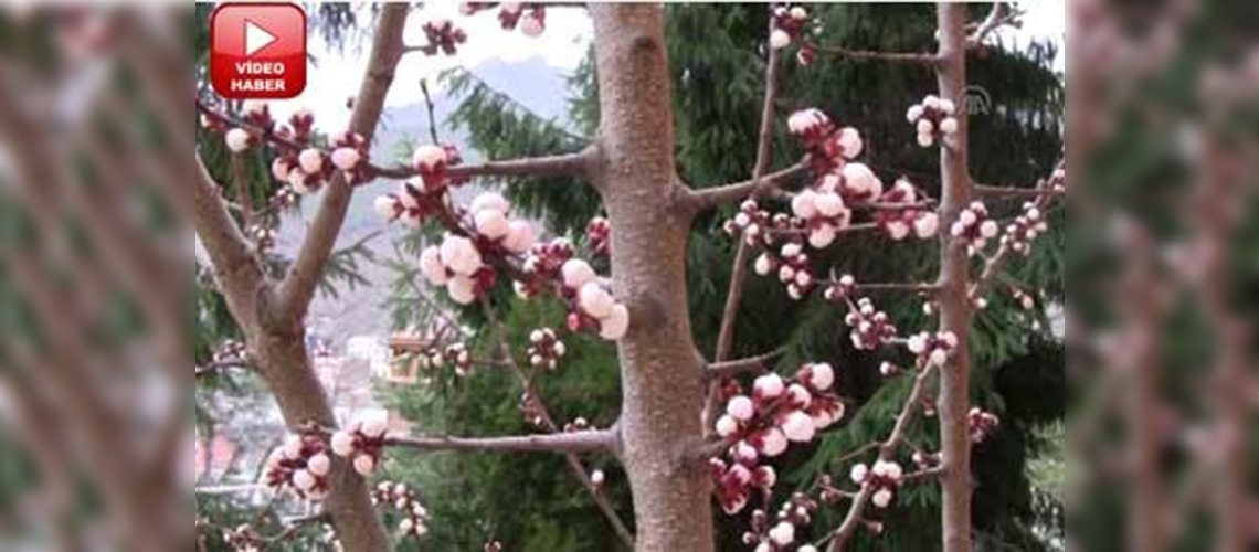 Gümüşhane'de ağaçlar çiçek açtı