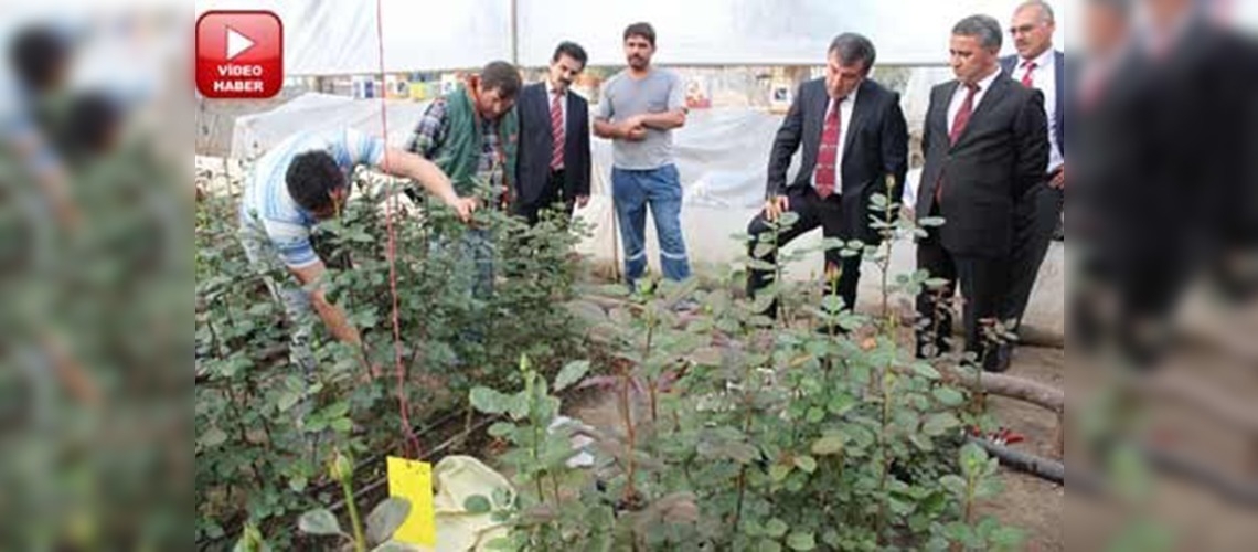 Osmaniyede gül üretimi hızla gelişiyor