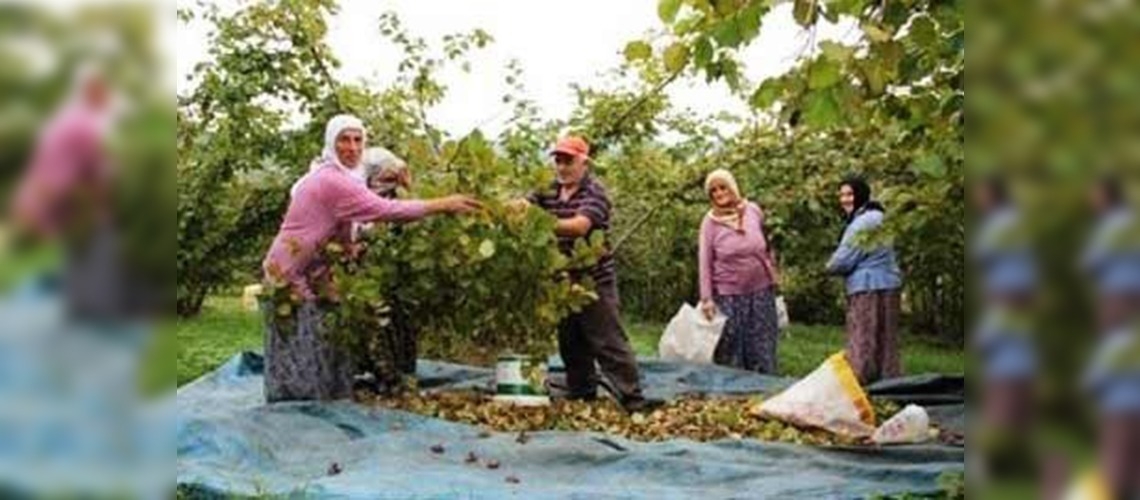 Fındık üreticisine 788 milyon liralık destek ödemesi 