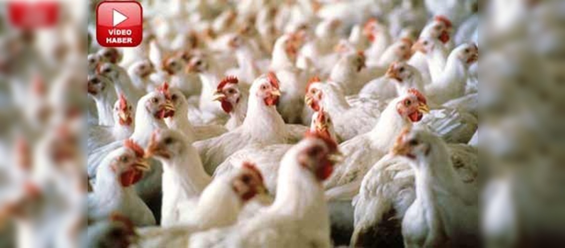 Ocakta 1 milyar 461 milyon tavuk yumurtası üretildi