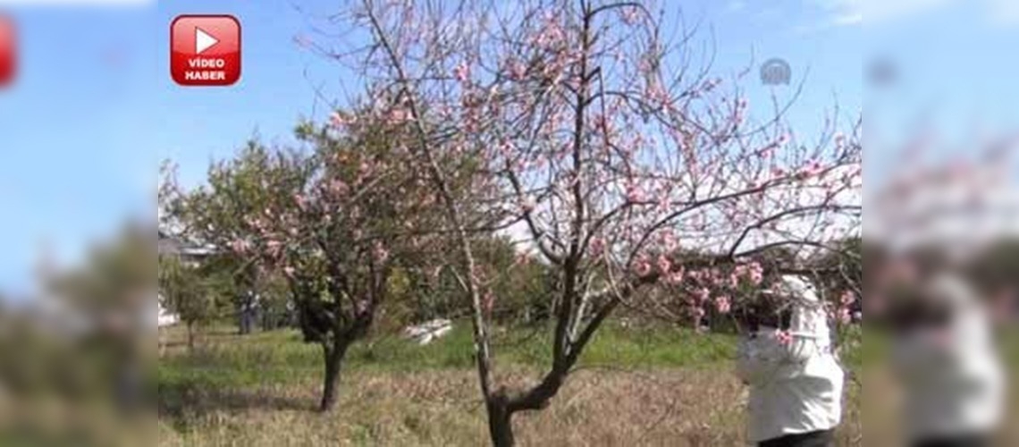 Zirai ilaçlamada arılara dikkat  